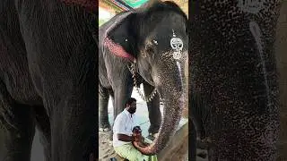 கொஞ்சும் அழகி My trunk painting Massage master #mangalam #elephant #kumbakonam