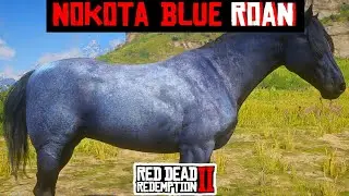Rare Horse Nokota Blue Roan Location