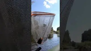 Первый голавлик после высокой и мутной воды