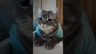 #cat