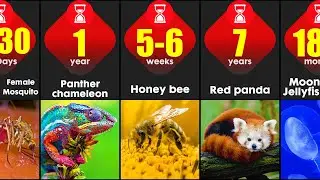 Shortest Lifespans Of Animals In The World | Comparison Animals With Short Lifespans