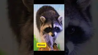 Как появился Монти)
