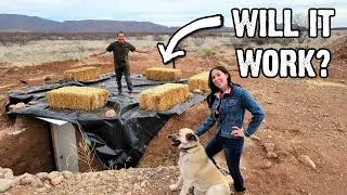 Using Straw Bales To Insulate Our Root Cellar AND Grow Food!