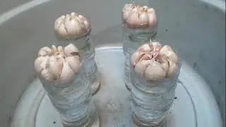 CARA MENANAM BAWANG PUTIH DENGAN BOTOL BEKAS #menanambawang #menanam