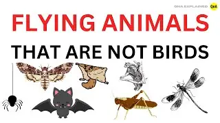 Flying Animals That Are Not Birds || Flying Animal Name || Animal That Can Fly - Qna Explained