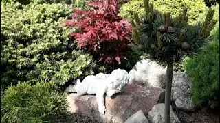 ХВОЙНЫЙ САД Ольги Молчановой в ИЮНЕ.