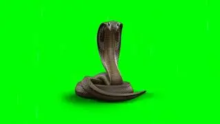 Real Cobra Chromakey Green Screen Effect   Кобра хромакей