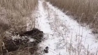 В дельте Волги появились кабаны