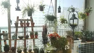 초록이네  베란다는   봄맞이중