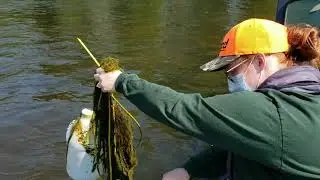 Finding and Treating Black Flies (Biting Gnats) on the River in Minnesota