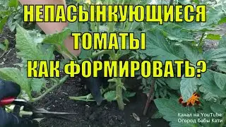 Как формировать низкорослые томаты в открытом грунте?