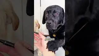 Quand un chien veut se faire tout beau ! 🐶💄