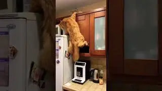 Giant Maine Coon Cat Size