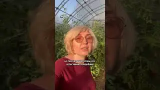 Зеленые плечики у томатов. Это нехватка калия в грунте или слишкоммного солнца #дачныесоветы #томаты