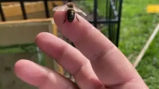 Introducing the drone (male bee)