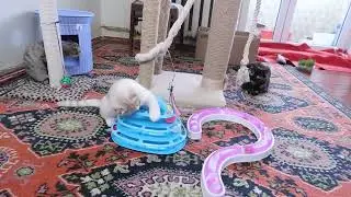 DSCN8710скоттиш фолд, вислоухие котята