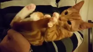 Смешные моменты кошек // Смотреть всем