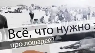 Всё что нужно знать про лошадей. Самые самые лошади в мире