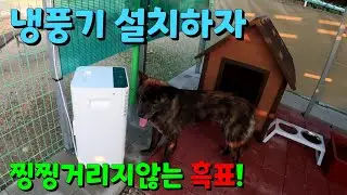 실외생활 적응 못하는 진돗개 흑표 냉풍기 설치해주기!