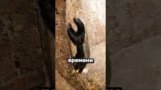 Поймай меня если сможешь (с)Медоед Стоффл