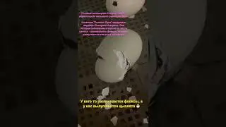 У кого то распускаются флоксы, а у нас вылупляются цыплята 🐣