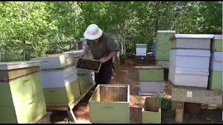 Honey #1 How To Split A Bee Nucleus To Sell (English version)