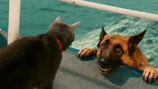 Funny Cats And Dogs - Funny Cats vs Dogs - Funny Animals Compilation