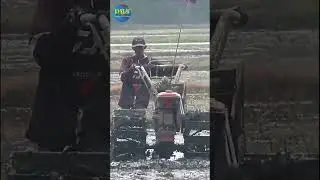Kang Acim pakai traktor TL800 lagi proses akhir perataan sawah 