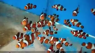 Clownfish - Finding Nemo ..... Awesome Saltwater Aquarium Fish