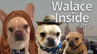 Wallace Inside || Part 2 || Made a Soap Opera starring my Dog