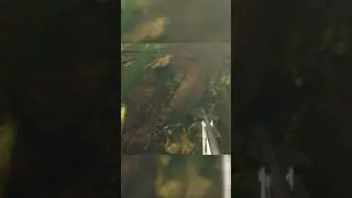 Красотка щучка