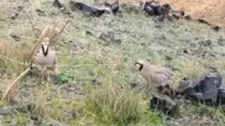 Hunting for chukar Охота на Кеклик