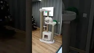 Кошки - это ангелы с усами!