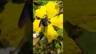 সুরা মুলুক