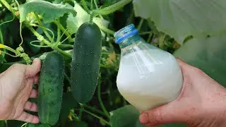 Cucumbers will grow like crazy - Water them immediately and double the yield