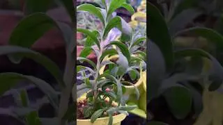 ЛАВАНДА ИЗ ЧЕРЕНКОВ 