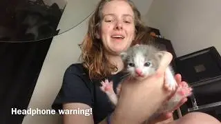 Meet My Kittens