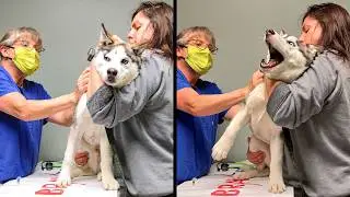 Best Dog Videos of the Decade