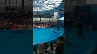 сочи парк 2023, дельфинарий