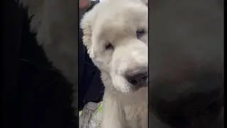 Белый алабай. Умка. #светасавинова #сыночка