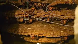 Ground bees in Vietnam are extremely poisonous