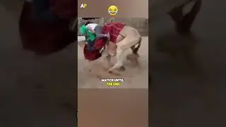 Hilarious Overloaded Camel Ride 😂