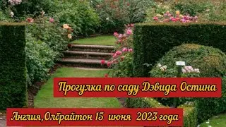 Сад Дэвида Остина.  Англия ,графство Шропшир, 15 июня 2023 года