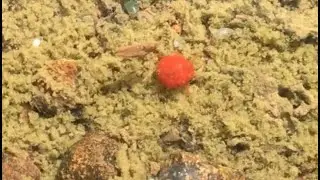 Water Mite (Hydrachnidia)