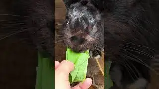 Кроличья ферма на своём участке