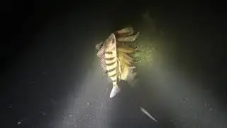 Ночное погружение под воду в разгаре лета