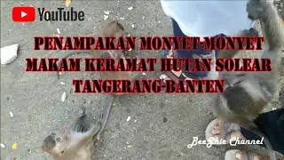 PENAMPAKAN MONYET-MONYET MAKAM KRAMAT HUTAN SOLEAR TANGERANG