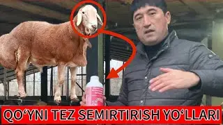 QOʻY BOQISH SIRLARI✅ Zohidjon Xakimovdan📽️🎞️📸🎥📹📲