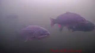 Горела ли рыба?