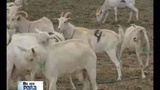 Saanen keçisi hakkında heyşey... bu işte para var... Everything on Saanen goats